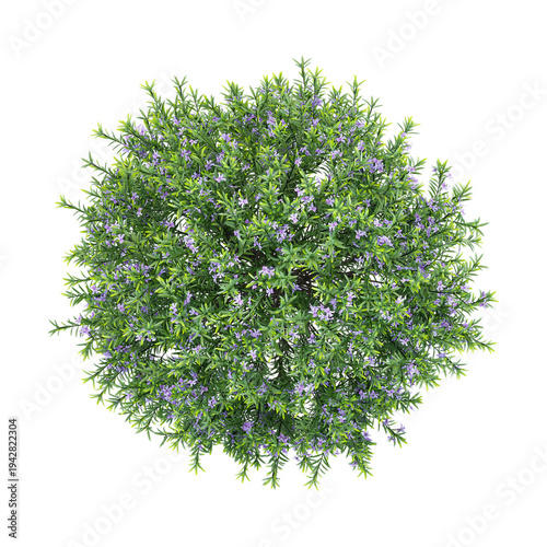 Photos 3D rendering of Rosemary flower plant on transparent background from top view