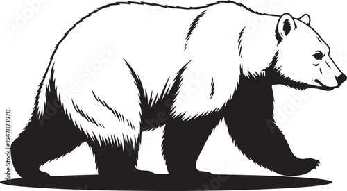 white background bear walking black silhouette vector