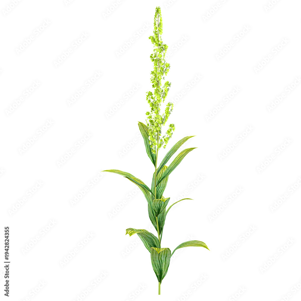 Obraz premium 3D rendering of Veratrum nigrum plant on transparent background