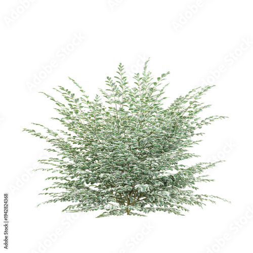 Vászonkép 3D rendering of Variegated privet plant on transparent background
