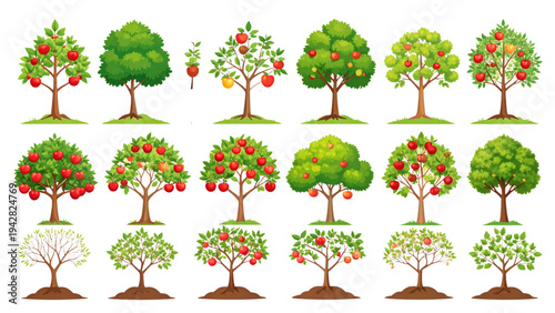 Apple Tree Life Cycle Stages – Seed, Seedling, Sapling, Mature Tree with Red Apples and Dormant Winter Tree Flat Vector