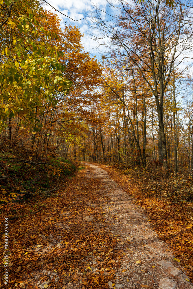 Fototapeta premium Vertical photo of a forest path. Forest hiking trail in autumn with soft light. Photo of a forest path taken in autumn. Beautiful autumn colors, yellow, red, brown, green, light green.