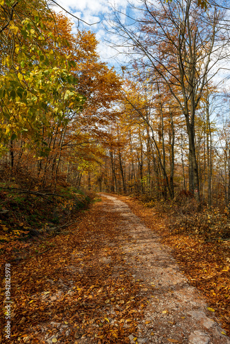 Vertical photo of a forest path. Forest hiking trail in autumn with soft light. Photo of a forest path taken in autumn. Beautiful autumn colors, yellow, red, brown, green, light green.