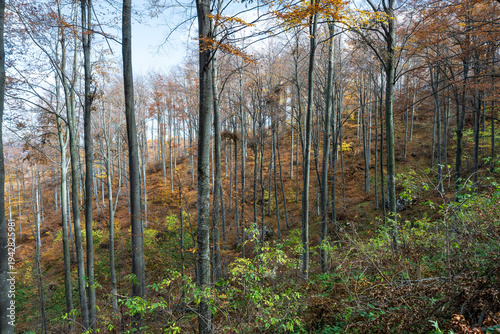  Panoramic scenic landscape with tranquil fall colors. Photo of a forest path. Forest hiking trail in autumn with soft light. Photo of a forest path taken in autumn. Beautiful autumn colors, yellow, r