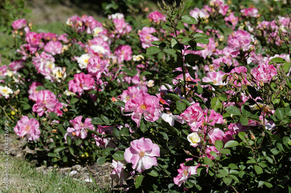 Obraz premium Les roses