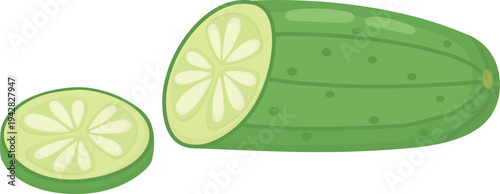 Illustration of fresh green cucumber half and round slice. Vegetarian ingredient isolated on white background