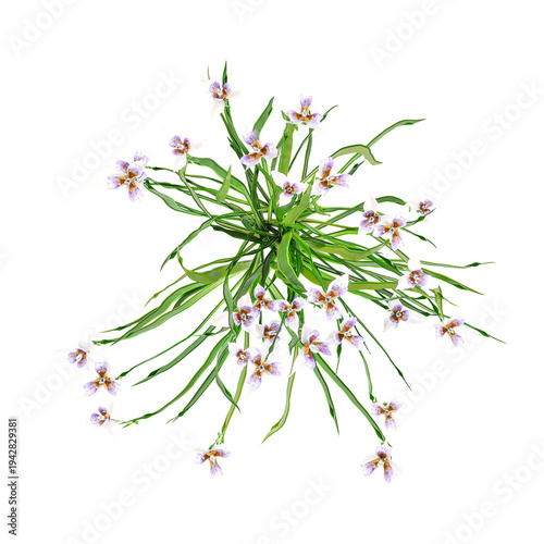 Fotografie collection of forest plant with realistic style from top view