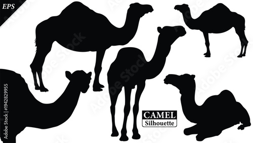 Black silhouette of camel isolated on white background, set of camel vector design, standing camels, camels silhouette vector illustration, camel vector. Black Camel Silhouette vector illustration