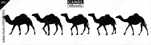 Black silhouette of camel isolated on white background, set of camel vector design, standing camels, camels silhouette vector illustration, camel vector. Black Camel Silhouette vector illustration