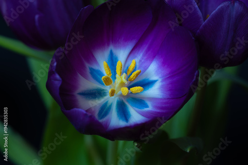 Single purple tulip flower blooming on dark black background, image from above 
