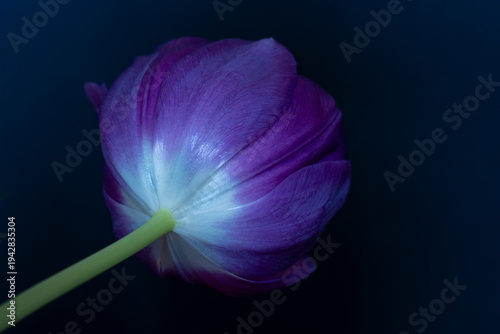 Single purple tulip flower blooming on dark black background, image from behind