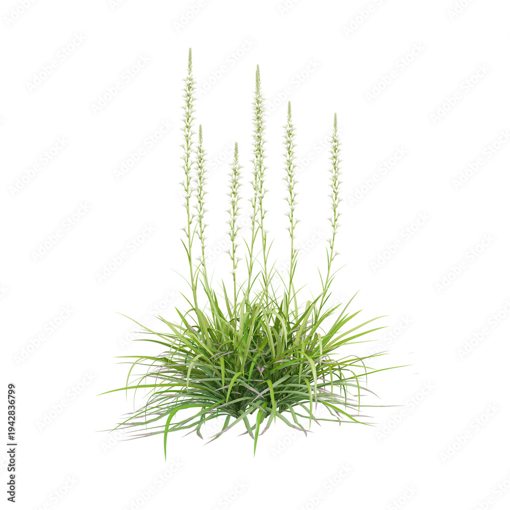 Fototapeta premium collection of Tuberose plant on transparent canvas