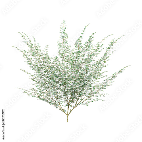 Photos collection of Variegated privet plant with realistic style