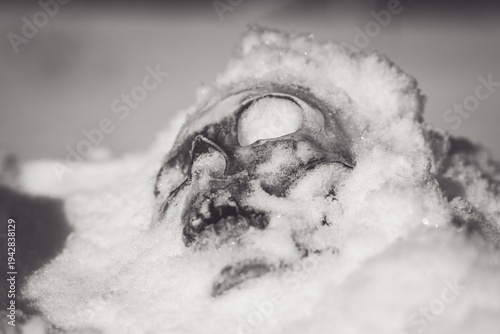 Human skull under snow black and white photo. An eerie concept, buried in cold snow. Archaeological excavations, human remains. Dark winter concept of death, accident. Skull close-up.