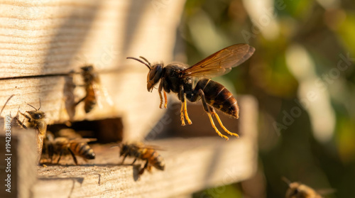 Asian Hornet hovering near the honey bee hive entrance, threatening bees.