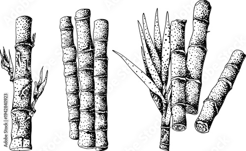 Vector engraving illustration of fresh cut sugarcane pieces, juicy sugar cane stalks slices showing fibrous sweet interior, tropical street food snack, natural raw cane sugar, exotic refreshment