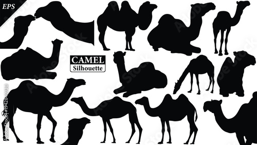 Black silhouette of camel isolated on white background, Beautiful camel vector design, standing camels, camels silhouette vector illustration, camel vector. Black Camel Silhouette vector illustration