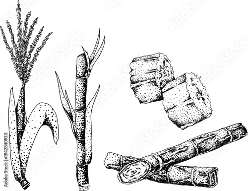 Vector engraving illustration of fresh cut sugarcane pieces, juicy sugar cane stalks slices showing fibrous sweet interior, tropical street food snack, natural raw cane sugar, exotic refreshment