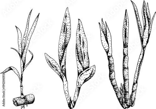 Vector engraving illustration of fresh cut sugarcane pieces, juicy sugar cane stalks slices showing fibrous sweet interior, tropical street food snack, natural raw cane sugar, exotic refreshment