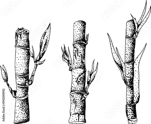 Vector engraving illustration of fresh cut sugarcane pieces, juicy sugar cane stalks slices showing fibrous sweet interior, tropical street food snack, natural raw cane sugar, exotic refreshment