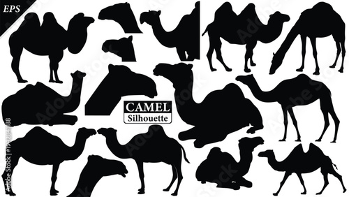 Black silhouette of camel isolated on white background, Beautiful camel vector design, standing camels, camels silhouette vector illustration, camel vector. Black Camel Silhouette vector illustration