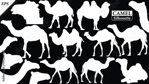 Black silhouette of camel isolated on black background, Beautiful camel vector design, standing camels, camels silhouette vector illustration, camel vector. Black Camel Silhouette vector illustration