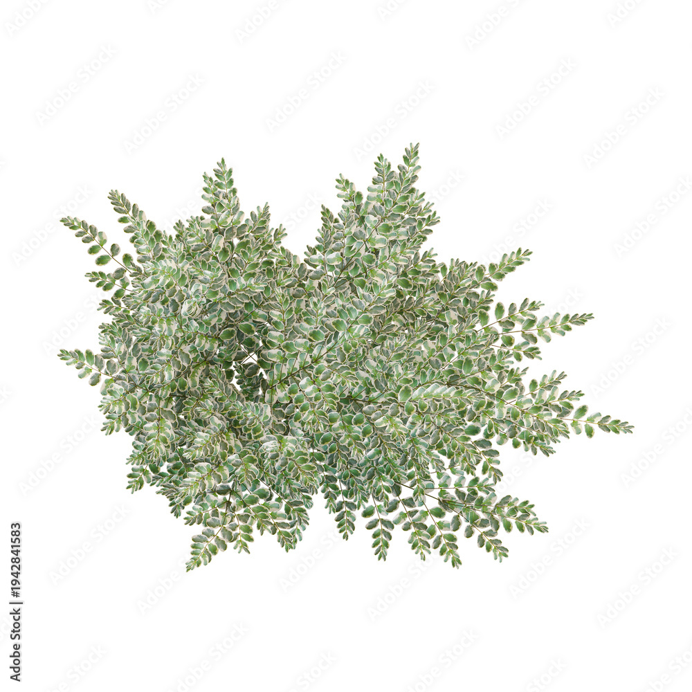 Obraz premium Green Variegated privet plant isolated on Canvas from top view