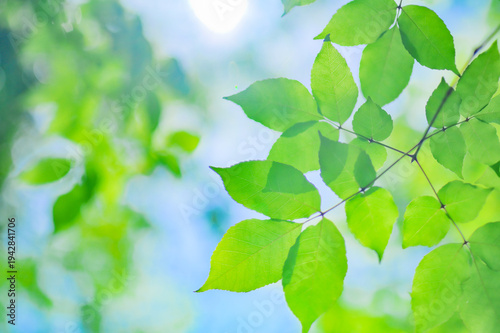 Fresh green leaves with sunlight natural background