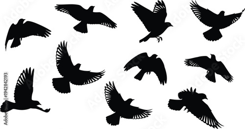 Flying, birds, silhouettes, pigeon, dove, wings, spread, flight, bird, collection, vector, illustration, black, isolated, wildlife, nature, flying, set, sky, design