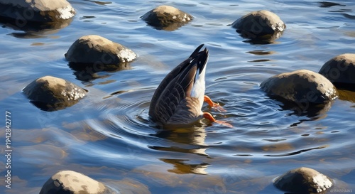 Fish jumping out of water with rocks