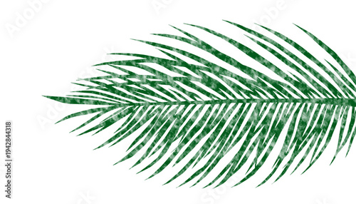 Textured green tropical palm leaf isolated on transparent background png with grunge style texture, botanical element ideal for summer designs, beach themes and tropical graphics