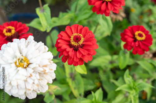 Vibrant red and white zinnias in bloom among lush greenery