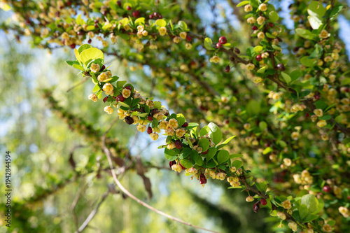 Close-up of springtime blossoms on barberry shrub in sunlight
