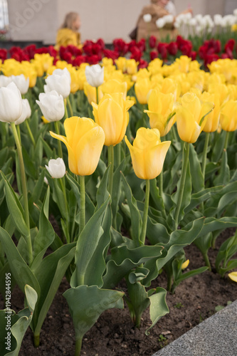 Vibrant yellow and white tulips in bloom at a colorful garden