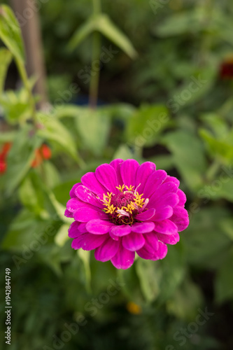 Vibrant pink zinnia blooming in lush garden setting