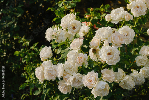 Photography white rose bush in bloom in garden, floribunda spray rose background