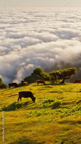 Aerial view of sunrise above clouds and green hills with cows grazing at Fanal mountain, Madeira island, Portugal. Orbit parallax shot