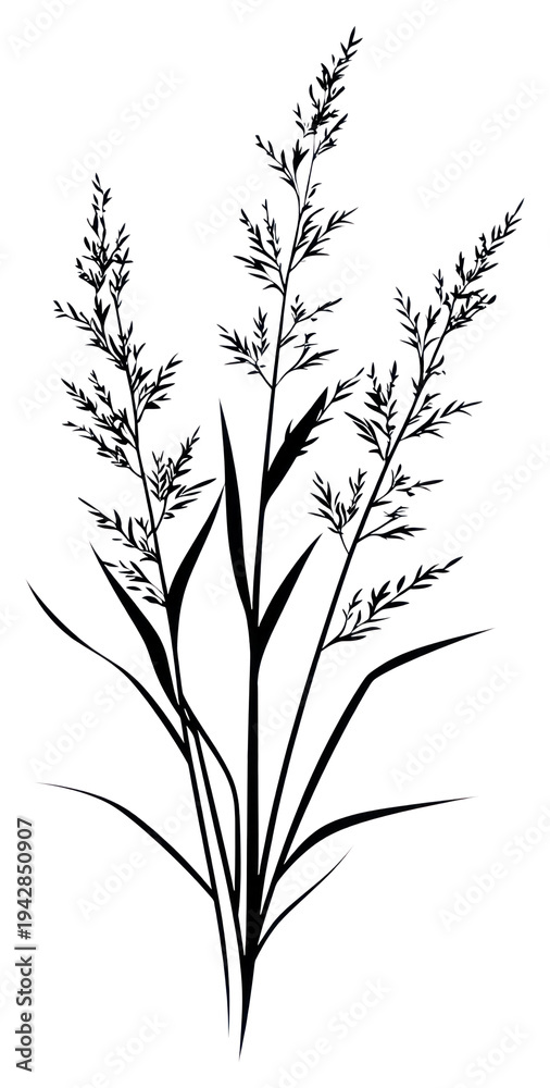 Fototapeta premium PNG Wild flower Romerillo illustration minimalist design.