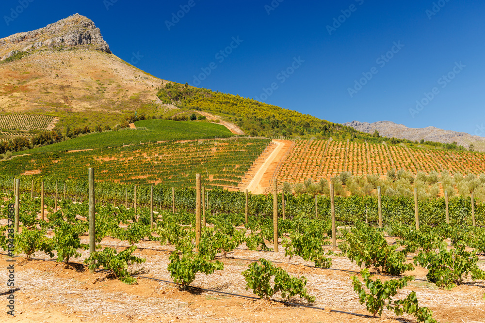 Fototapeta premium Sunlit vineyard rows with mountain backdrop