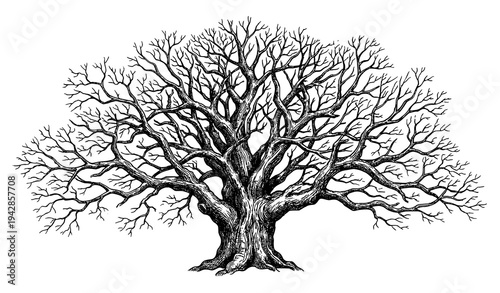 Vintage hand drawn oak tree sketch with bare branches engraved botanical vector
