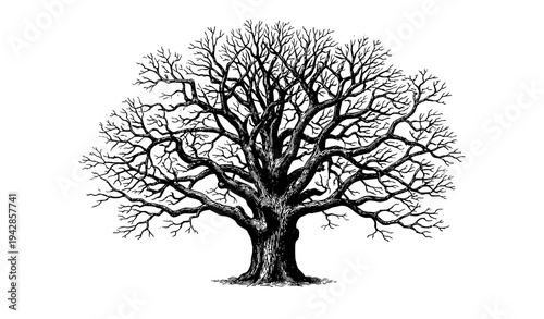 Tableau sur toile Antique engraved oak tree with bare branches hand drawn vintage botanical vector