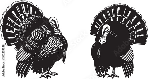 Black and white illustration of turkeys in profile view