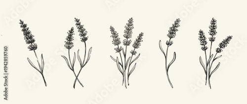 Grunge minimal charcoal chalk lavender flower collection. Vector illustration of ink hand drawn garden or wild herbs set. Wax crayon drawing style. Floral silhouette elements for scrapbooking design.