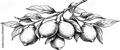 Grunge lemon branch charcoal icon vector illustration. Hand drawn chalk or wax crayon citrus on branch with leaves isolated. Amalfi or Sicily elegant emblem of ripe lemons drawing in ink doodle style.