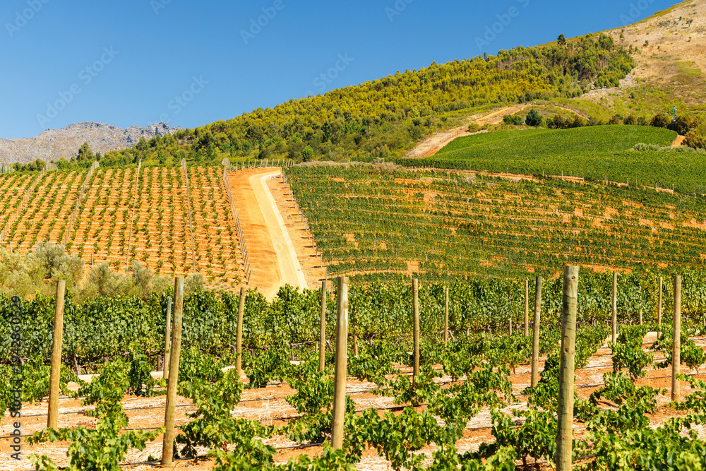 Obraz premium Sunlit vineyard rows with mountain backdrop