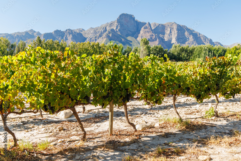 Naklejka premium Sunlit vineyard rows