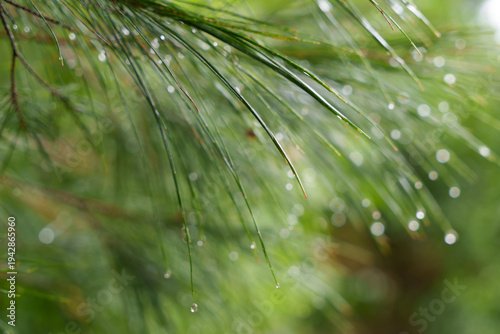 Close-up of water droplets on the needles of a Casuarina tree. Selective focus.