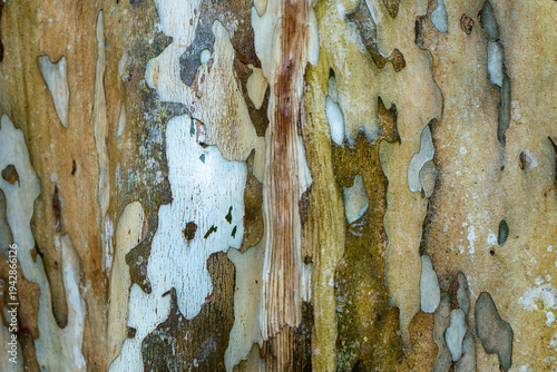 Textured bark on the trunk of a Leopard tree, with colours intensified on a rainy day