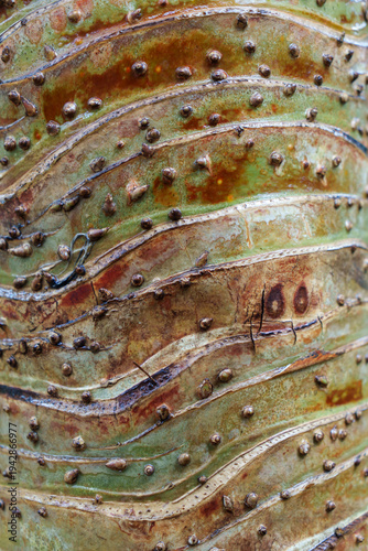 Textured pattern on the trunk of a Pandanus tree, with colours intensified on a rainy day