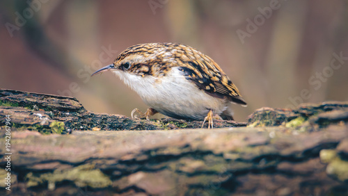 Fotografie Eurasian Treecreeper, Certhia familiaris, perched and hopping around at Pow Hill